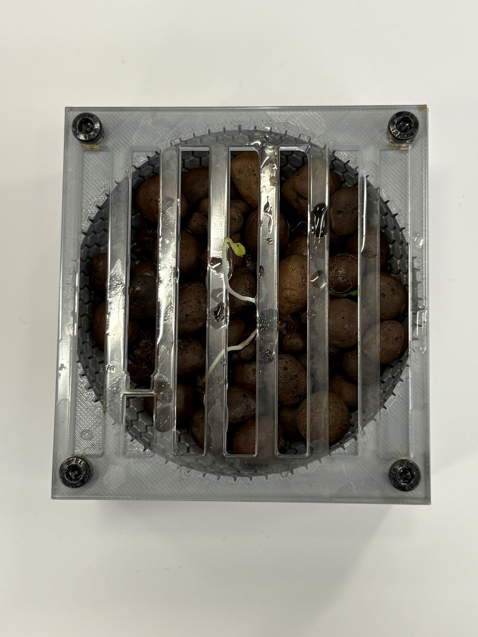 Clay pebbles with a seedling under the grate cover