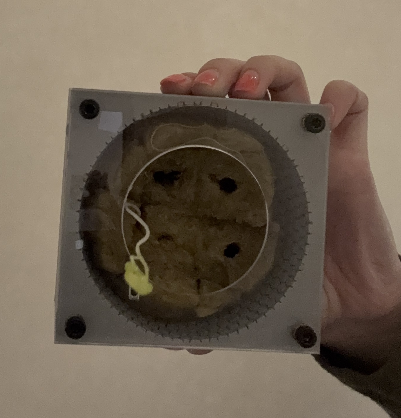 Rockwool module inverted — plant and substrate held in place