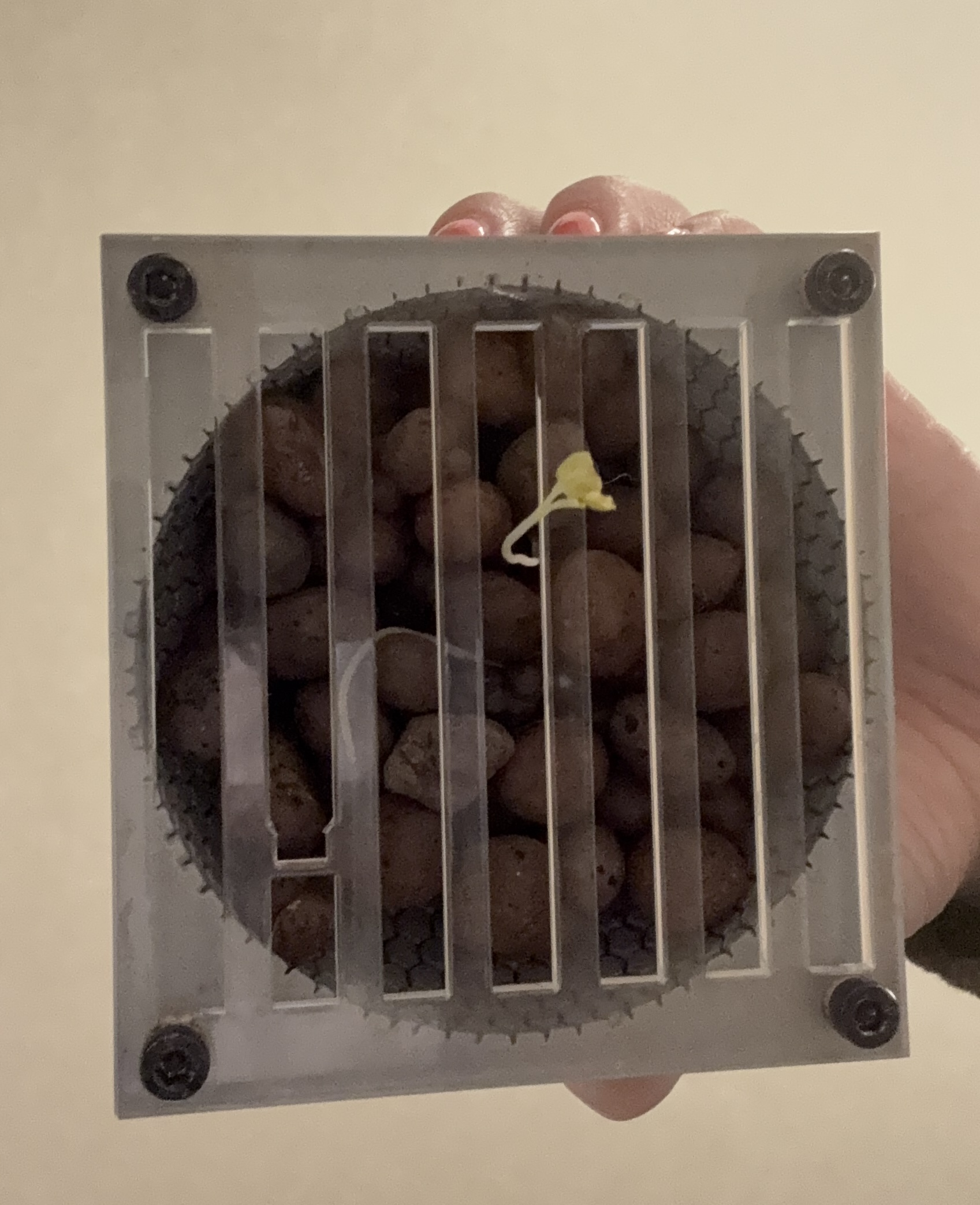 Clay pebble module inverted — plant and pebbles held in place